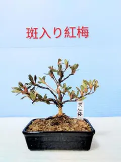 2026年最新】皐月盆栽の人気アイテム - メルカリ