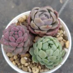 b. カット苗 多肉植物