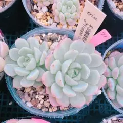 エケベリア ビンセントカトー 抜き苗 多肉植物 - メルカリ
