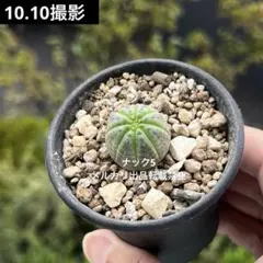 2025年最新】オールドオベサの人気アイテム - メルカリ