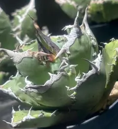 2026年最新】牛魔王 アガベの人気アイテム - メルカリ