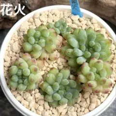 多肉植物 多肉アン 玉響 抜き苗 ポットの中身全て コゲあり - メルカリ
