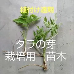 岩手雫石町産 天然 タラの芽 500g - メルカリ