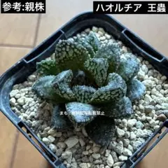 ハオルチア 蛙玉 - メルカリ