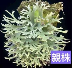 2025年最新】yellow moon dwarfの人気アイテム - メルカリ