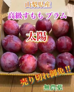 高級 すもも プラム 太陽のサムネイル