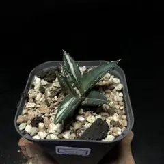 アガベ狼人錦斑入りコレクション株抜き苗発送 アガベ狼人錦斑入りコレクション株抜き苗発送 希少】アガベ 狼人