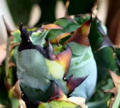 ナタデここな　ブルー実生➕BB錦 ナタデここな ブルー実生➕BB錦 2025年最新】アガベ bb錦の人気