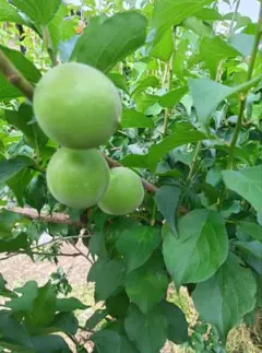青梅　１キロ　信州　長野県産のサムネイル