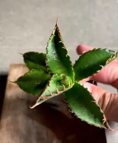 2025年最新】エボリスピナ bbの人気アイテム - メルカリ