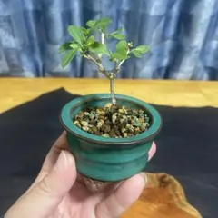 2026年最新】bonsai の人気アイテム - メルカリ