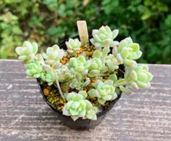 2025年最新】ダーリーサンシャインの人気アイテム - メルカリ