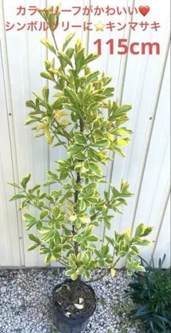 ☆★すー様 リクエスト 2点 まとめ商品