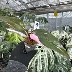 観葉植物 希少 【フィロデンドロン ホイップル ウェイ ミント