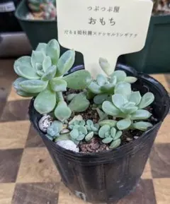 2026年最新】つぶつぶ屋 おひめの人気アイテム - メルカリ