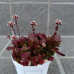 ぷかぴ様 リクエスト 2点 まとめ商品