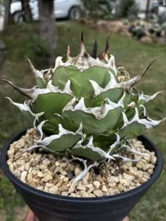 【現品】 【メルカリ便】  アガベ　チタノタ　ハデス 良株 アガベ チタノタ ハデス - メルカリ