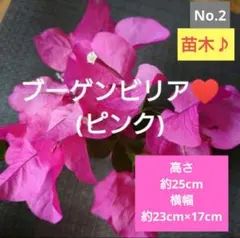 No.1【苗木♪】ブーゲンビリア(ピンク)♥️高さ約26cm - メルカリ