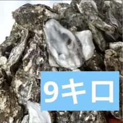 特大牡蠣殻 広島県産 9キロ 水槽用ろ過材 園芸 特大牡蠣殻 広島県産 9キロ 水槽用ろ過材 園芸 - メルカリ