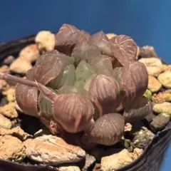 山*美様 ハオルチア オブツーサ錦　氷灯錦　多肉植物