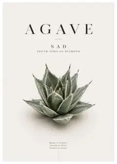 【3枚で1200円】☆SAD South African Diamondのサムネイル