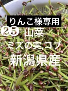 2026年最新】山菜 ミズの人気アイテム - メルカリ