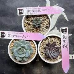 2026年最新】錦玉園の人気アイテム - メルカリ
