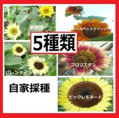 ５種類 ひまわりの種のサムネイル