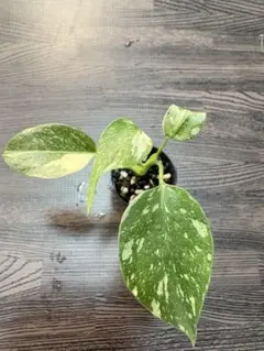 K*5様 【2227117】モンステラ デリシオーサ フルミント 画像の個体 鉢