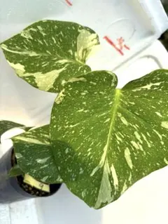Q579 Monstera Green Snow モンステラ グリーンスノー - メルカリ