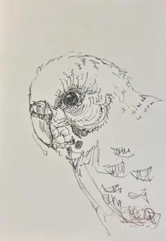 セキセイインコ 鉛筆画 A4 額装 - メルカリ