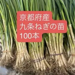 2025年最新】ねぎ苗の人気アイテム - メルカリ