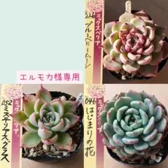 エルモカ様 リクエスト 3点 まとめ商品