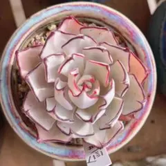 2026年最新】ストリクチフローラノヴァの人気アイテム - メルカリ