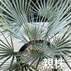 【現品】チャメロプス・フミリス・セリフェラ/シルバーリーフ　9号　ｐ５番 楽天市場】【現品・現物】【耐寒性ヤシ 椰子】チャメロプス