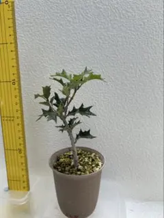 なえはれ様 リクエスト 2点 まとめ商品