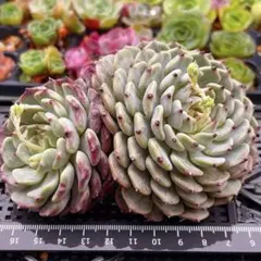 2026年最新】沙羅姫牡丹の人気アイテム - メルカリ