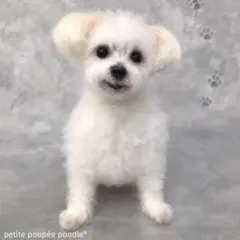 handmade 羊毛フェルト ☆マルチーズ　犬　オーダー