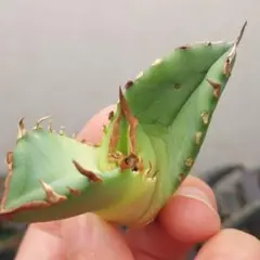 9/5更新　surfさん株　アガベ翼竜　プテラノドン　green life血統 現品】アガベ プテラノドン 翼竜 アガベ チタノタ 丘比特 OC