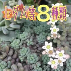 Lois様 リクエスト 2点 まとめ商品