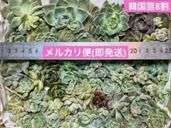 2026年最新】多肉植物 韓国苗 セットの人気アイテム - メルカリ