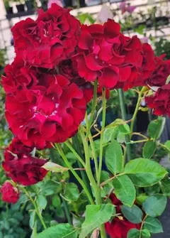 なずな様 リクエスト 2点 まとめ商品