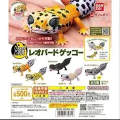 レオパードゲッコー