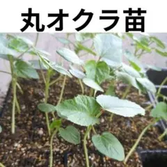 원형 오크라 모종 3개