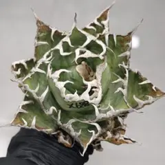 アガベ　チタノタ　台湾ゴジラ　ms-aw 哥吉拉　白幽霊　発根済み アガベ チタノタ 台湾ゴジラ ms-aw 哥吉拉 白幽霊 発根済み ever