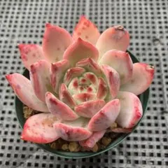 2025年最新】中里リンゼアナの人気アイテム - メルカリ