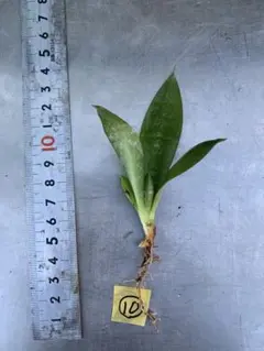 くうねこ様 リクエスト 3点 まとめ商品