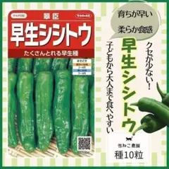 hikari様 リクエスト 2点 まとめ商品（早生しし唐、ハーブ５点）