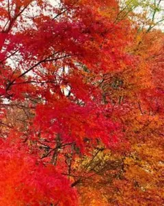 たけ様専用！！