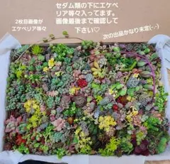し*み様 多肉植物 カット苗エケベリア、セダム、カラフル　寄せ植えセット紅葉